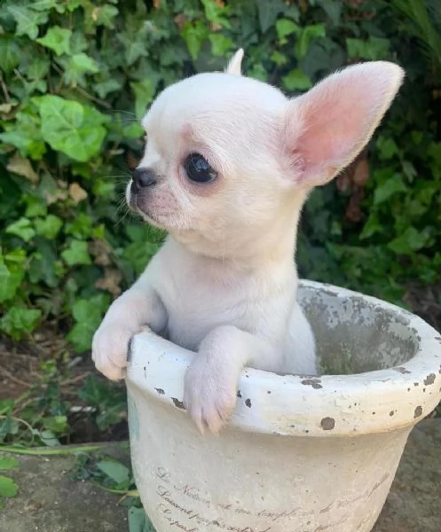 cuccioli di chihuahua