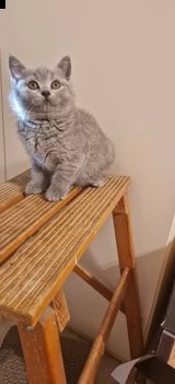 british shorthair | Foto 0