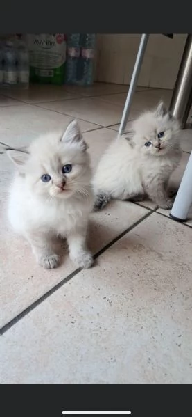 Cuccioli siberiani neva  | Foto 0