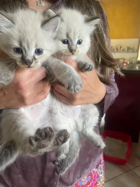 Cuccioli siberiani neva 