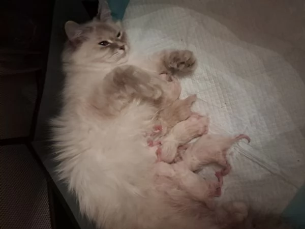 Gatti siberiani neva  | Foto 3