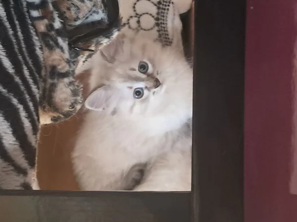 Gatti siberiani neva  | Foto 2