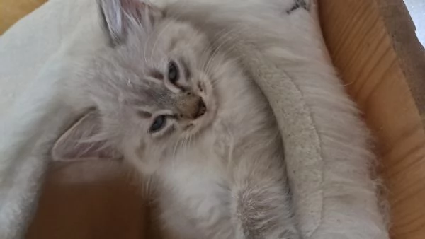 Gatti siberiani neva  | Foto 1
