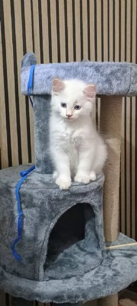 Gatti siberiani neva 