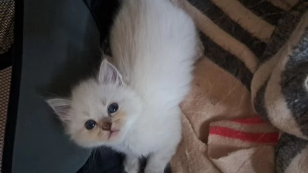 Cuccioli gatto siberiano  | Foto 3