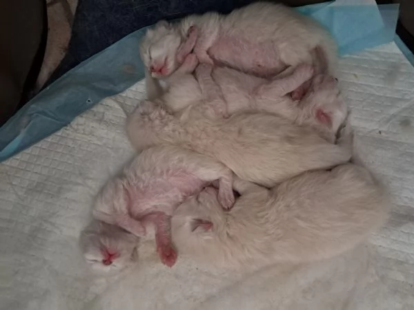 Cuccioli gatto siberiano  | Foto 2