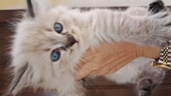 Cuccioli gatto siberiano 