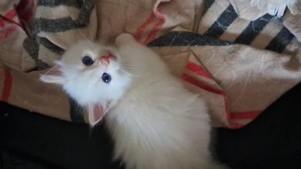 Cuccioli gatto siberiano  | Foto 1