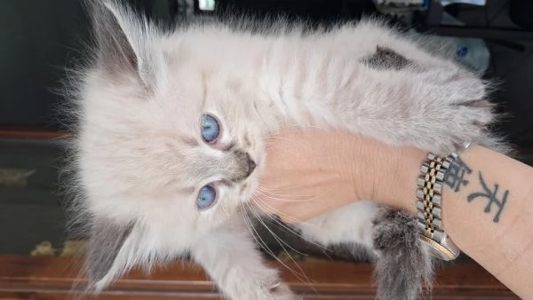 Cuccioli gatto siberiano  | Foto 0