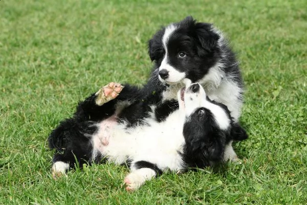  vendita cucciolo cuccioli border collie