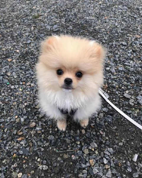 cucciolo pomeranian per adozione gratuita