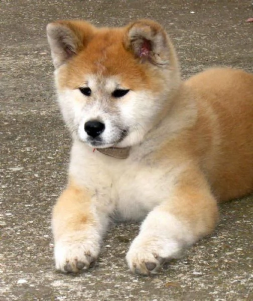 vendita cucciolo cuccioli akita inu 