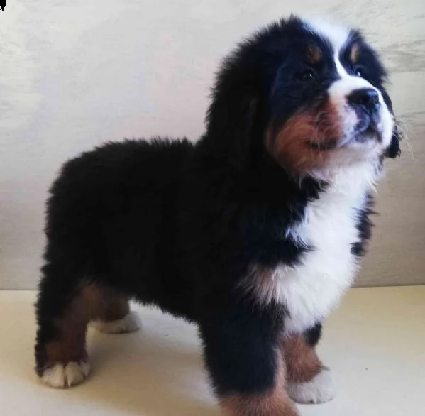 vendita cuccioli di razza pastore bovaro del bernese