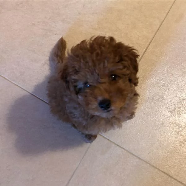 bellissimi cuccioli di barboncino