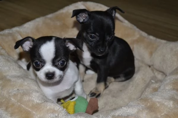 cuccioli di chihuahua con pedigree enci
