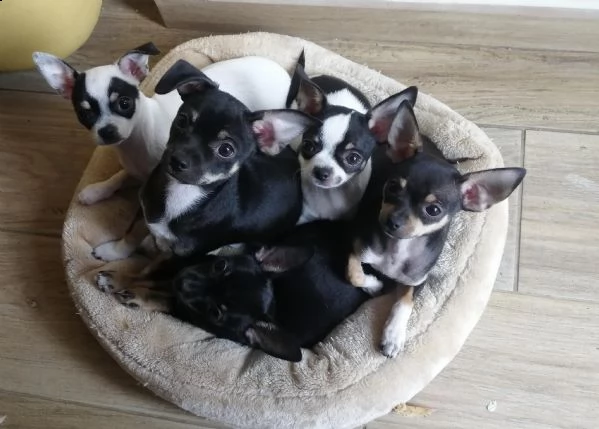 cucciolo chihuahua  pedigree enci | Foto 2