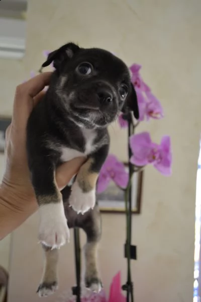 cucciolo chihuahua  pedigree enci