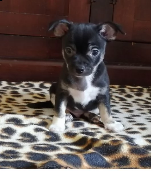 cucciolo chihuahua  pedigree enci | Foto 1
