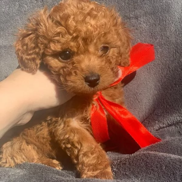 cuccioli di barboncino