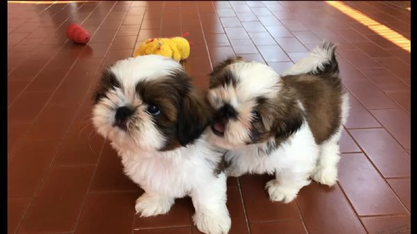 bellissimi cuccioli di shitzu