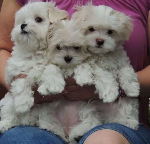 cucciolo maltese disponibile per il regalo | Foto 0