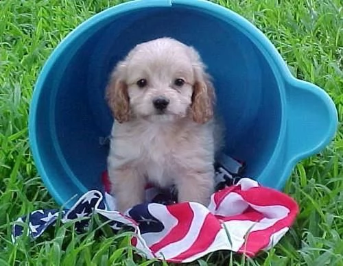cuccioli di cocher