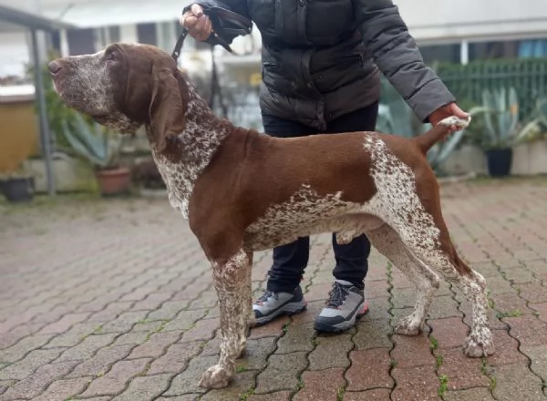 Bracco Italiano Stallone RoanoMarrone disponibile per monte | Foto 1