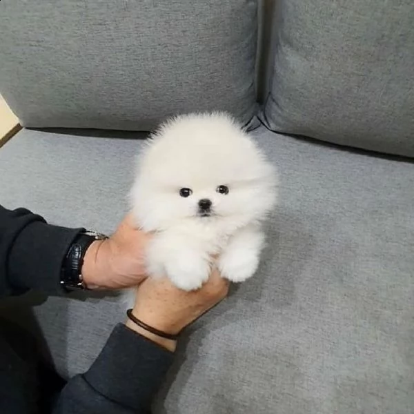 cucciolo di pomerania di razza per regalo