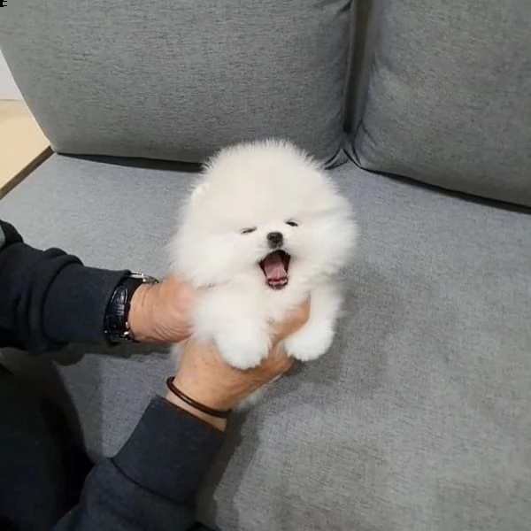 cucciolo di pomerania di razza per regalo | Foto 1