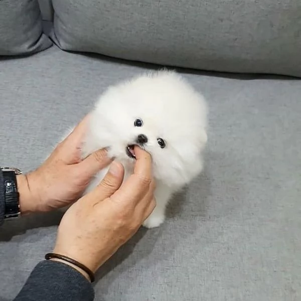 cucciolo di pomerania di razza per regalo | Foto 0