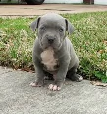 cucciolo di pitbull tenerissimi intrigantissimi e buonissimi di 70 giorni sia maschi che femmina ott
