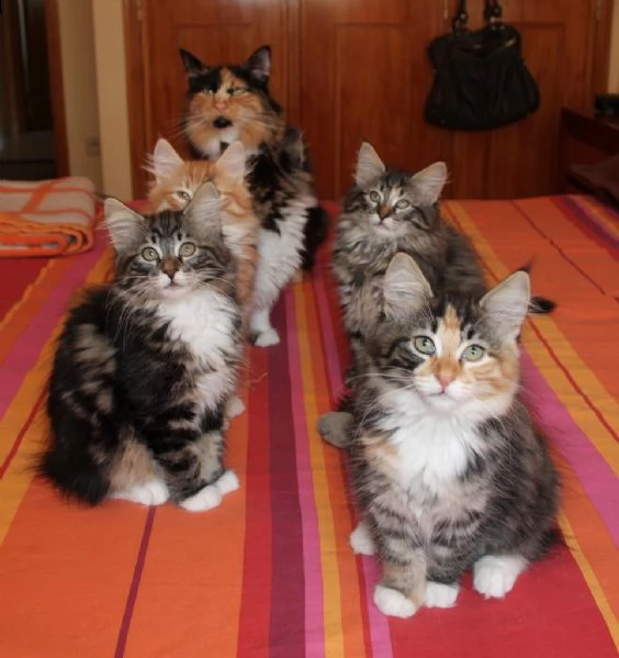5 cuccioli di norvegese
