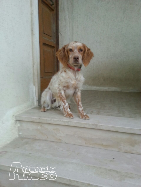 Offro In Regalo Da Associazione Animali A Letizia Cane Da Caccia