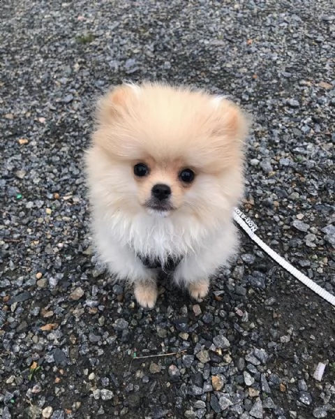 cucciolo volpino pomerania da privato