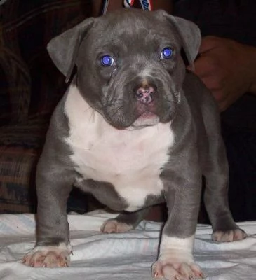 disponibili cuccioli di american pitbull terrier