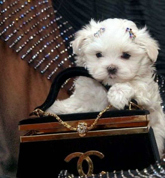 Regalo cucciolo Maltese da Privato a Monza e Brianza 4 cuccioli di