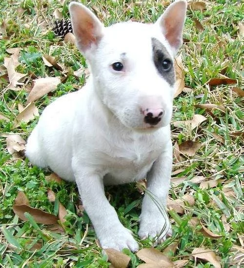 cuccioli di bull terrier disponibili