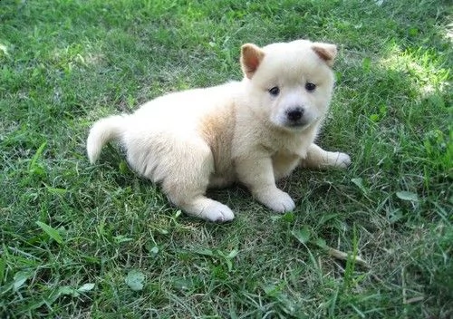 cuccioli di shiba inu per la nuova casa | Foto 1