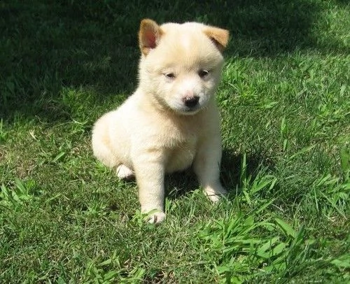 cuccioli di shiba inu per la nuova casa