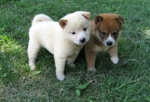 cuccioli di shiba inu per la nuova casa | Foto 0