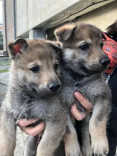 vendita cuccioli di cane lupo cecoslovacco