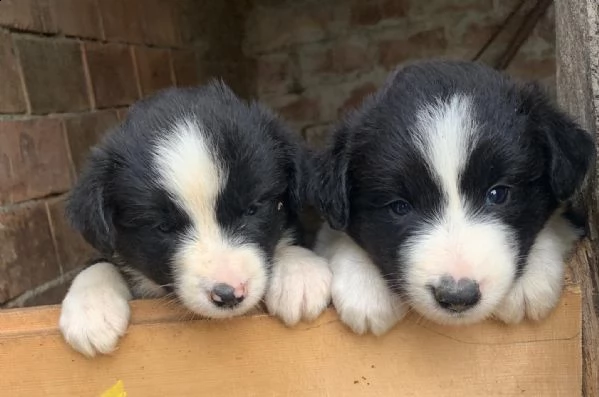 cuccioli border collie 