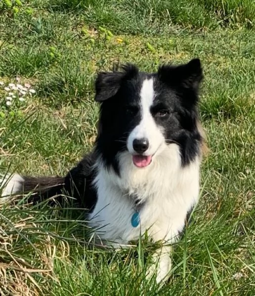 cuccioli border collie  | Foto 1
