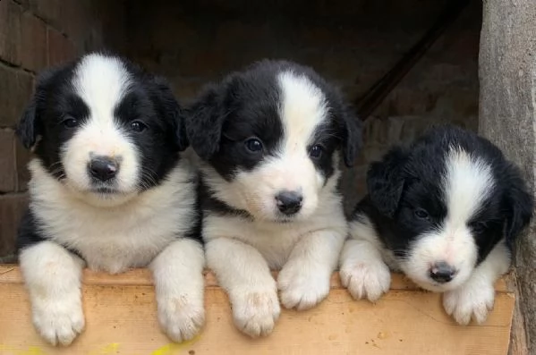 cuccioli border collie  | Foto 0