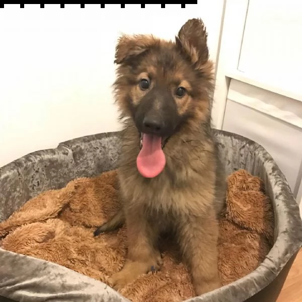 german shepherd