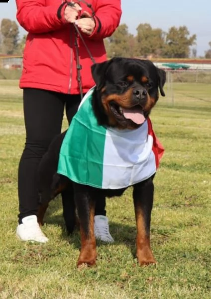 cuccioli rottweiler  | Foto 2