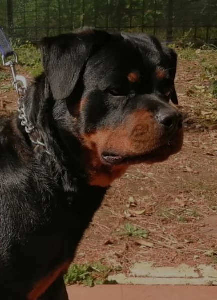 cuccioli rottweiler  | Foto 1