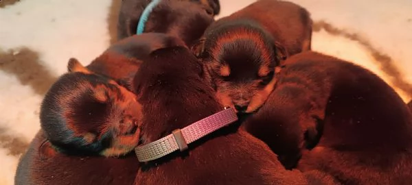 cuccioli rottweiler 