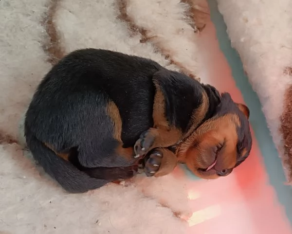 cuccioli rottweiler  | Foto 0