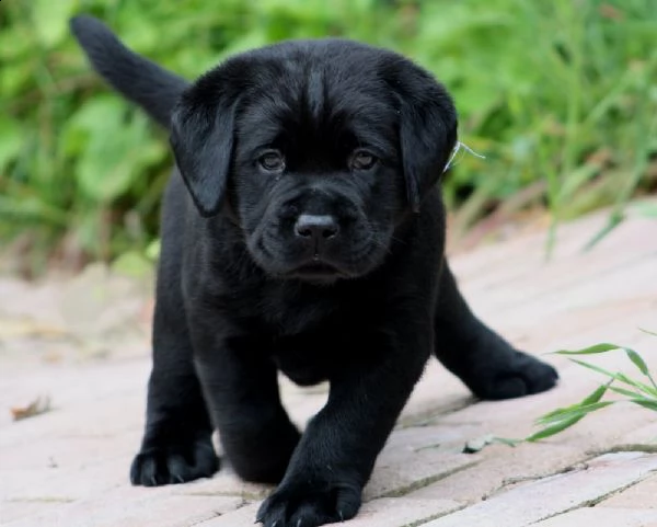 cuccioli di labrador  | Foto 0
